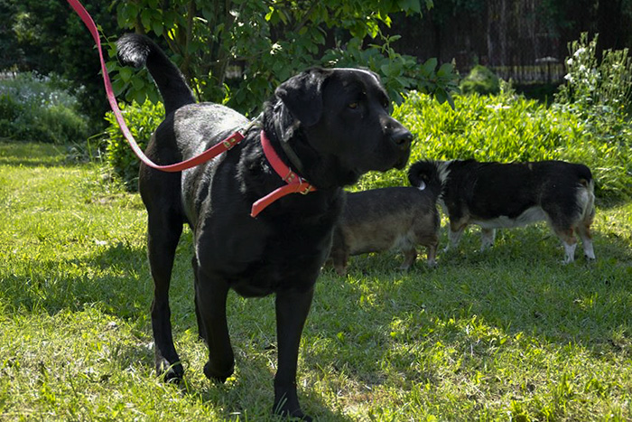Czarny labrador