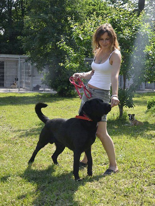 Czarny labrador