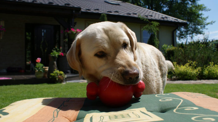 labrador Nedar
