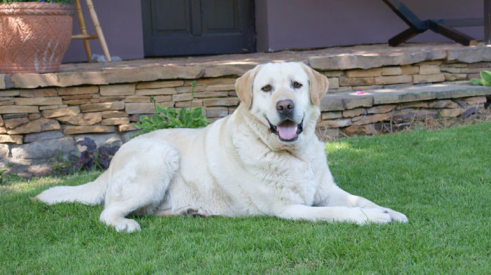 labrador Nedar