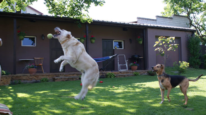 labrador Nedar