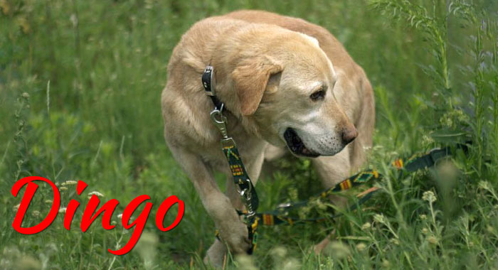 Labrador Dingo