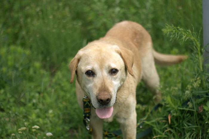 Labrador Dingo