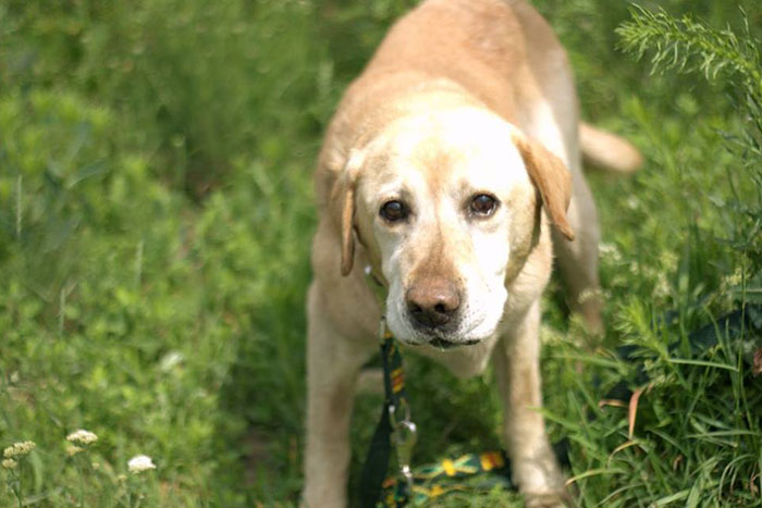 Labrador Dingo