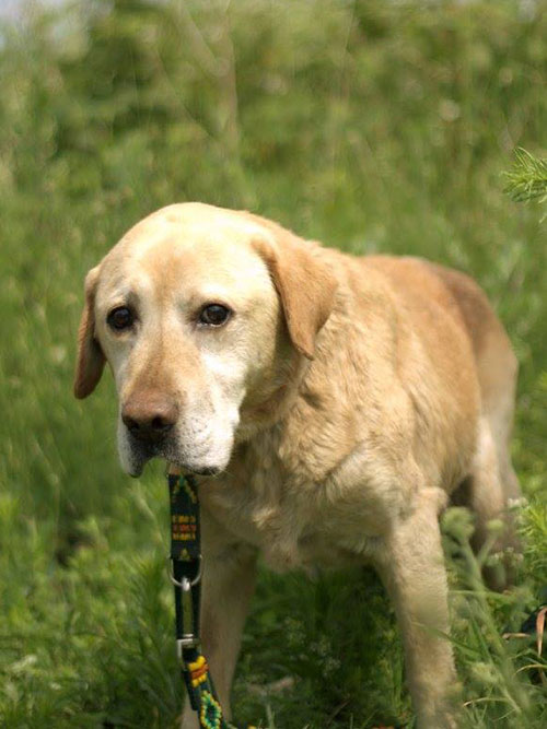 Labrador Dingo