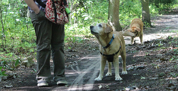 Labrador Tofik