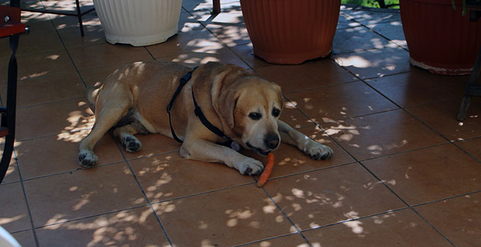 Labrador Tofik