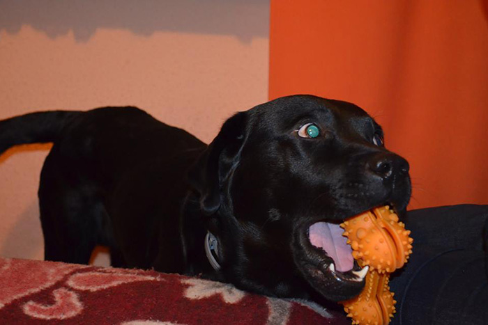 Labrador Borys