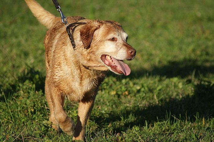 labradorka