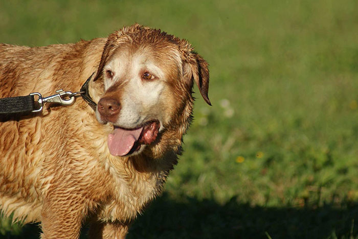 labradorka