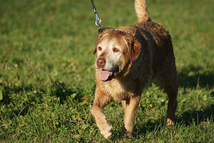 labradorka