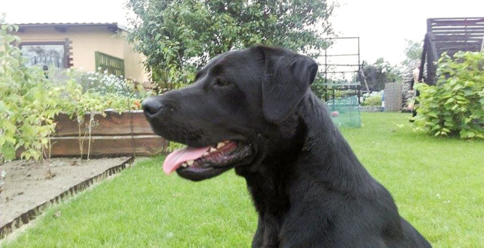 Labrador Tajfun