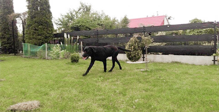 Labrador Tajfun