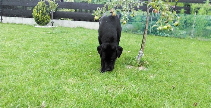 Labrador Tajfun