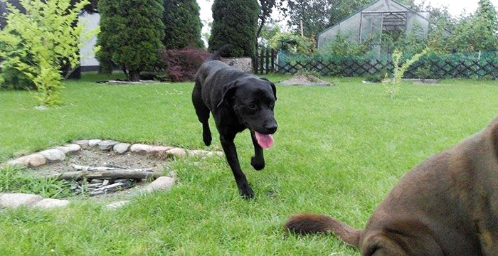 Labrador Tajfun