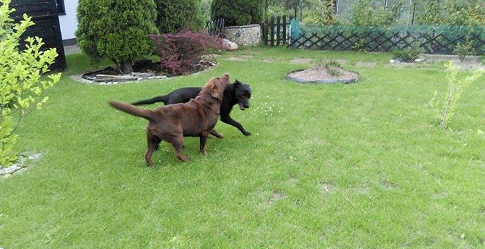 Labrador Tajfun