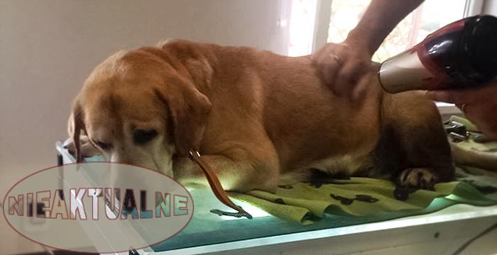 Labrador Tofik