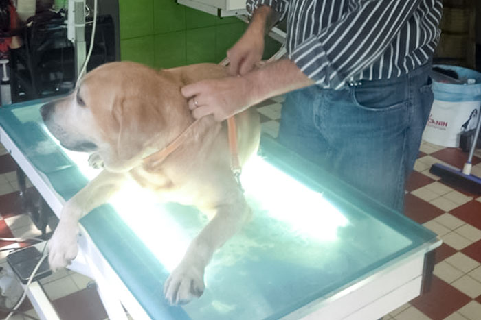 Labrador Tofik