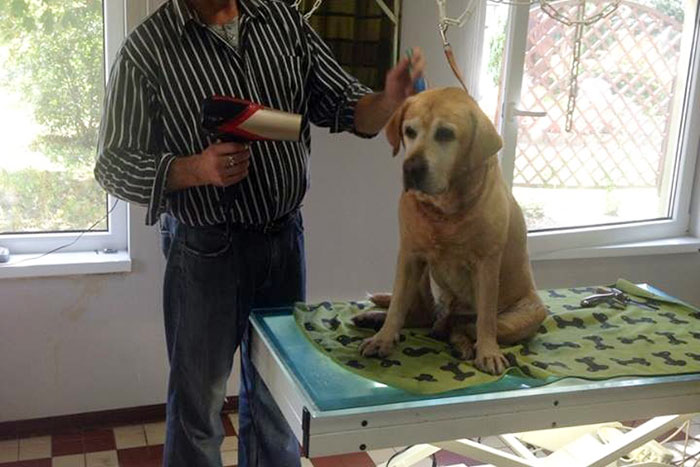 Labrador Tofik
