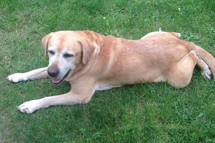 Labrador Tofik
