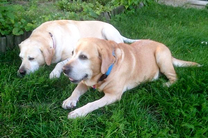 Labrador Tofik