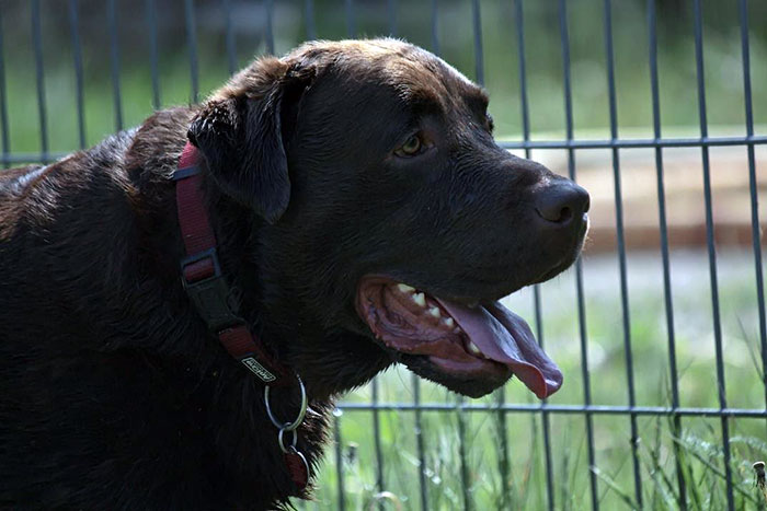 Labrador Wedel