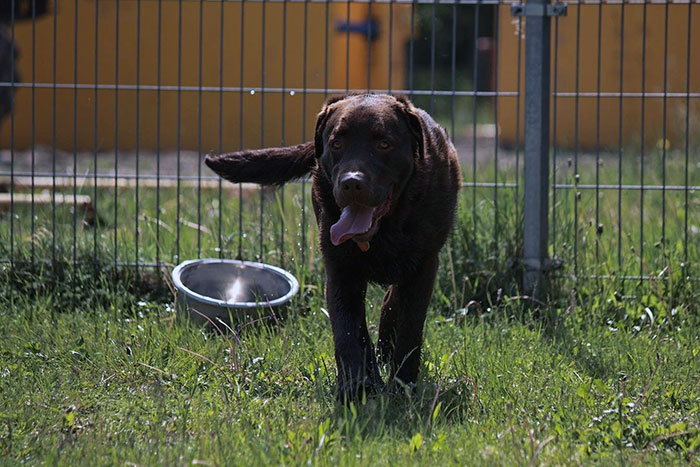 Labrador Wedel