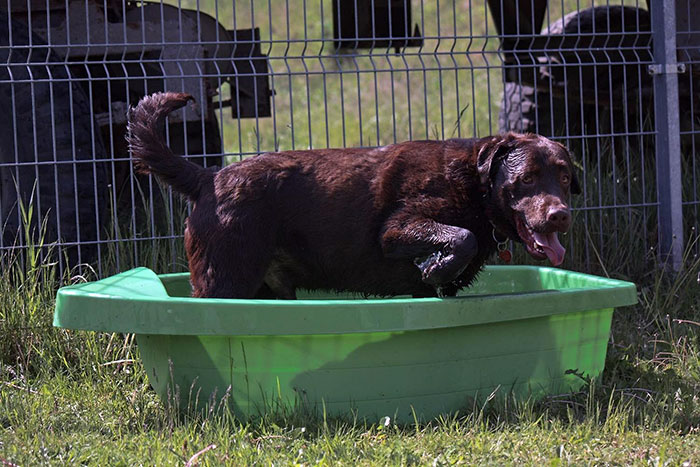 Labrador Wedel