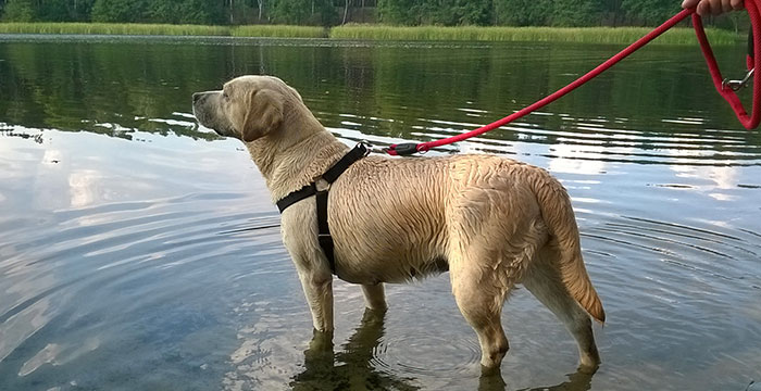 Labradorka Blanka