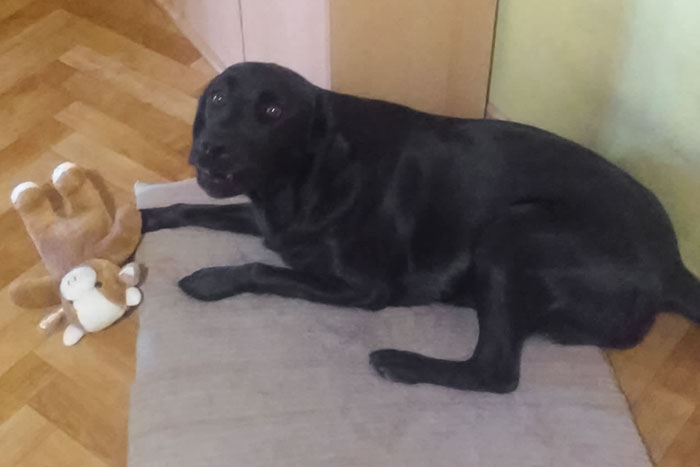 Labradorka Daisy