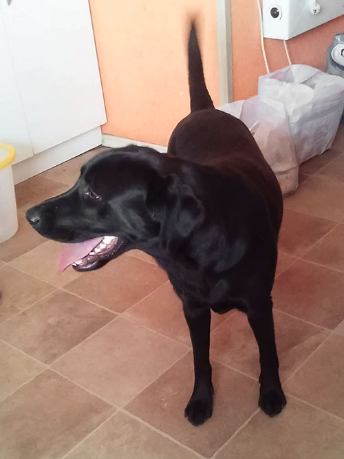 Labradorka Daisy