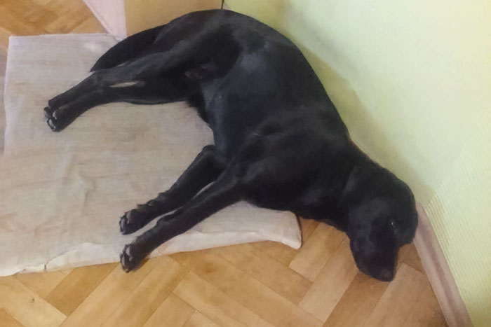 Labradorka Daisy