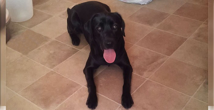 Labradorka Daisy