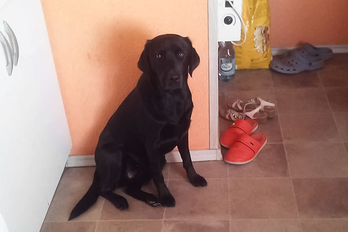Labradorka Daisy