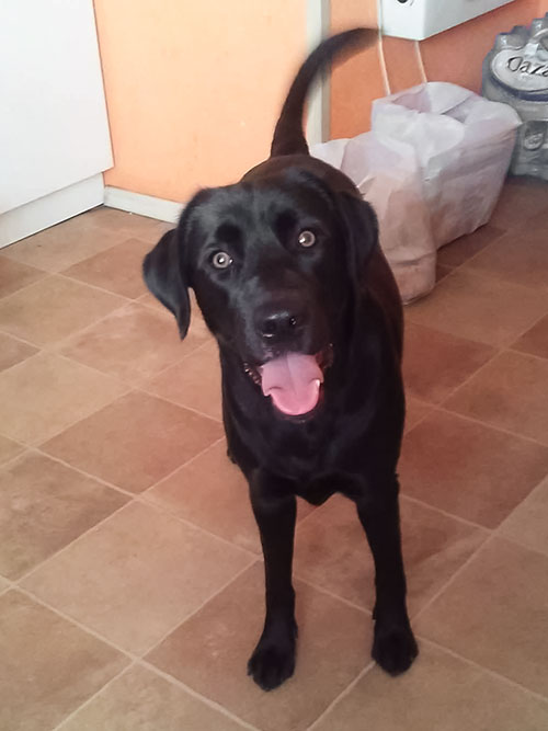Labradorka Daisy