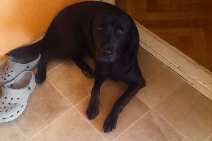 Labradorka Daisy