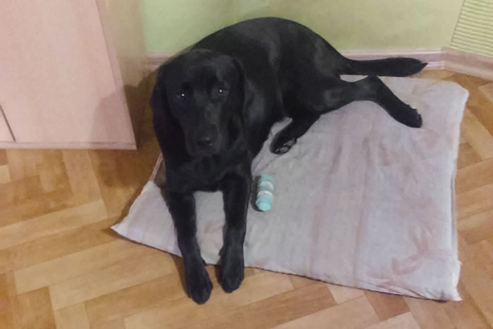 Labradorka Daisy