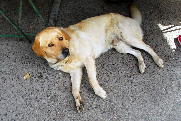 Labrador Focus