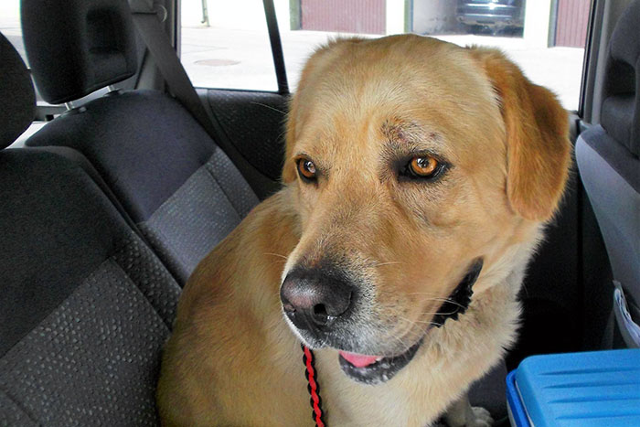 Labrador Focus