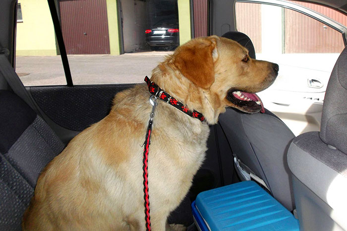 Labrador Focus