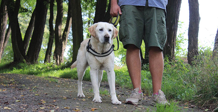 Labrador