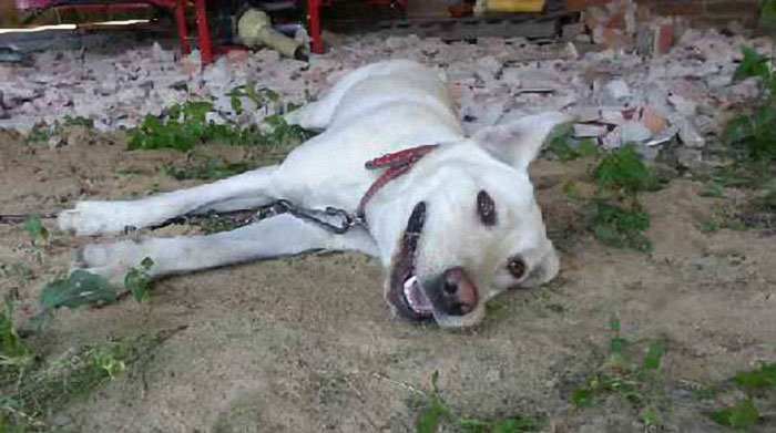 Labradorka Molly