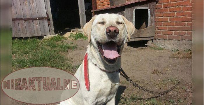 Labradorka Molly