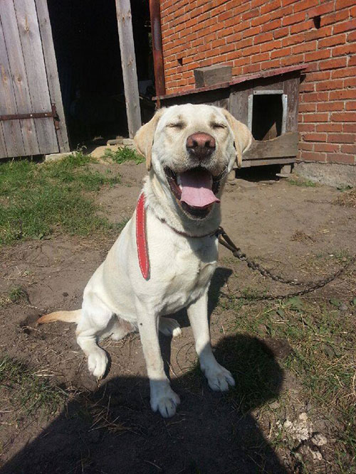 Labradorka Molly