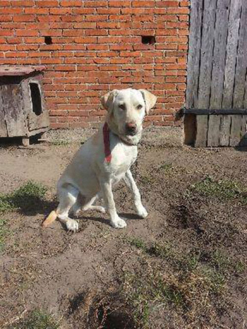 Labradorka Molly