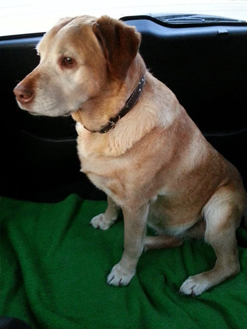 Labradorka Pola