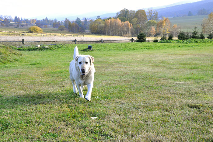 labrador Nedar