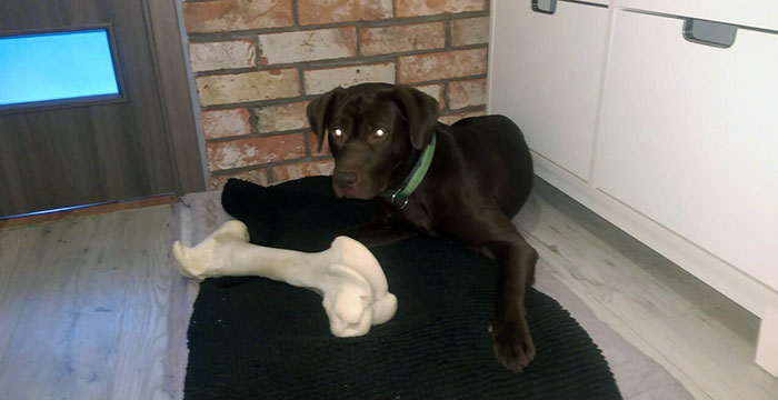 Labrador Loki