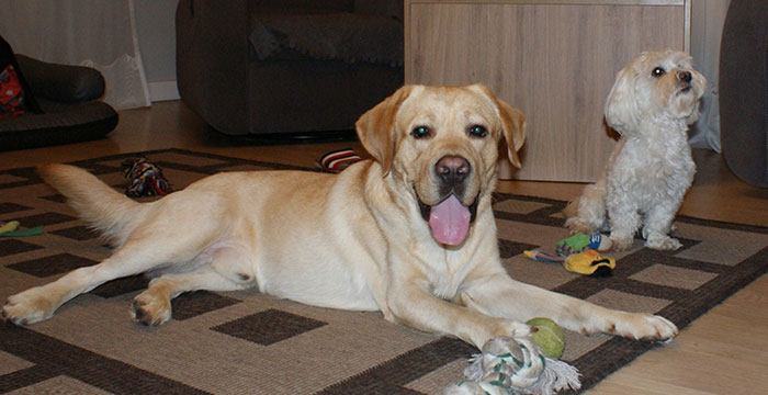Labrador Sadi