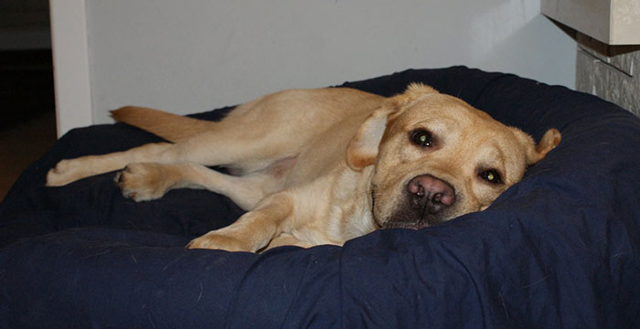 Labrador Sadi